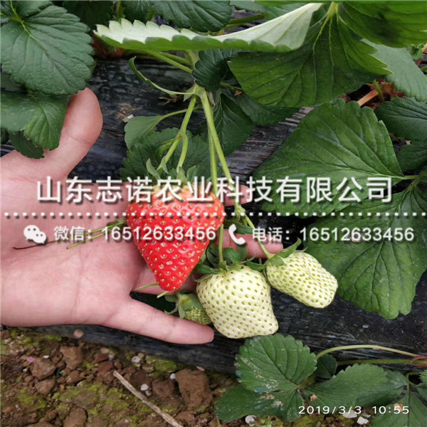山东梦香草莓三代苗,山东梦香草莓三代苗价格