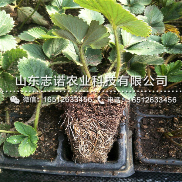 妙香7号草莓脱毒苗售价，山东妙香7号草莓脱毒苗出售基地