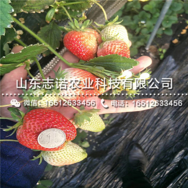 红宝石草莓一代苗出售，红宝石草莓一代苗批发基地
