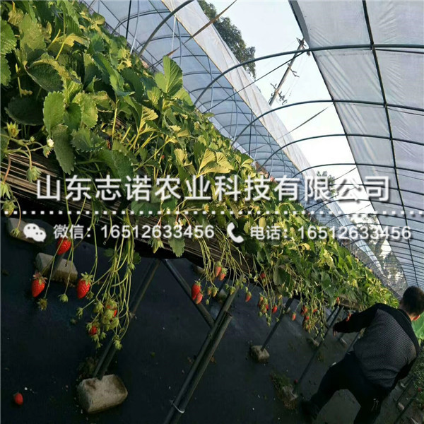 大棚草莓苗批发，新品种大棚草莓苗批发价格