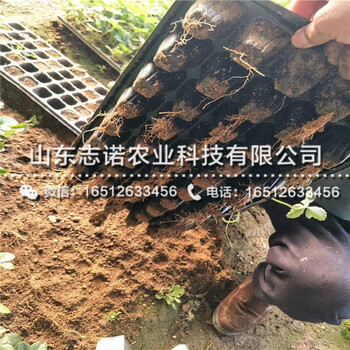 红宝石草莓一代苗出售，红宝石草莓一代苗批发基地