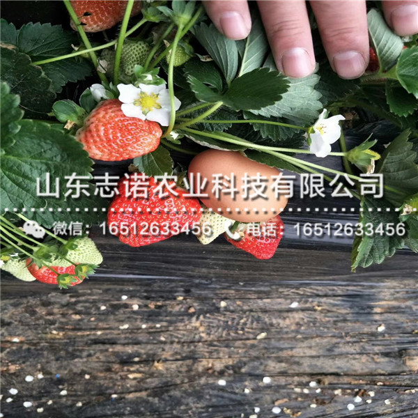 妙香7号草莓脱毒苗售价，山东妙香7号草莓脱毒苗出售基地