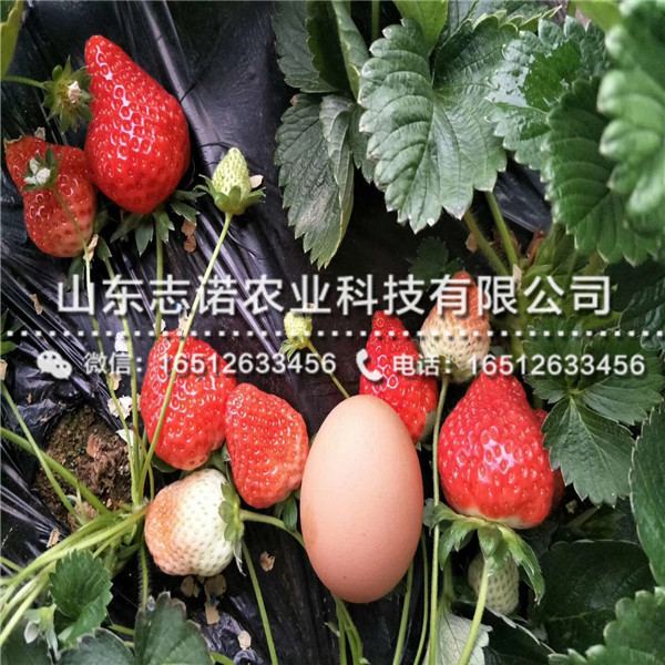 中莓3号草莓二代苗售价，山东中莓3号草莓二代苗出售基地