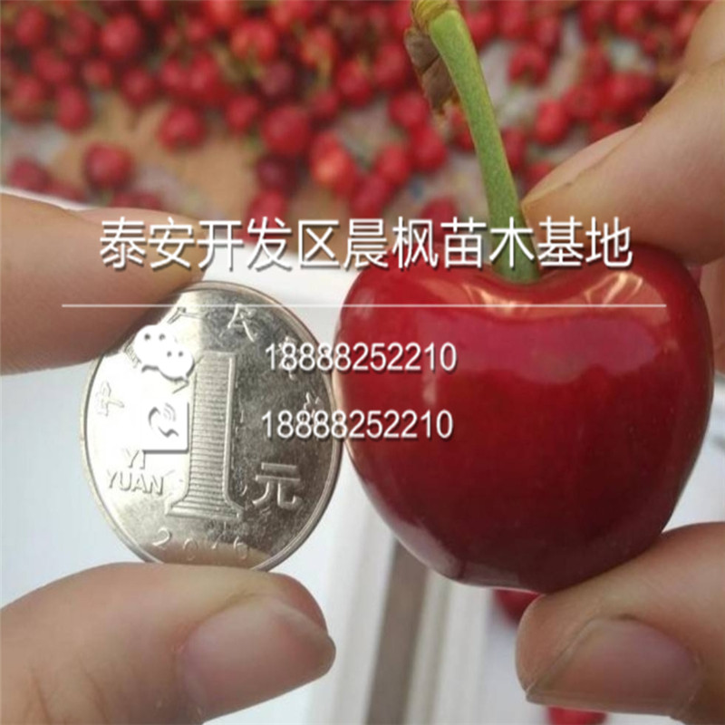 多伦M9T337自根砧红蛇果苹果苗、M9T337自根砧红蛇果苹果苗价格