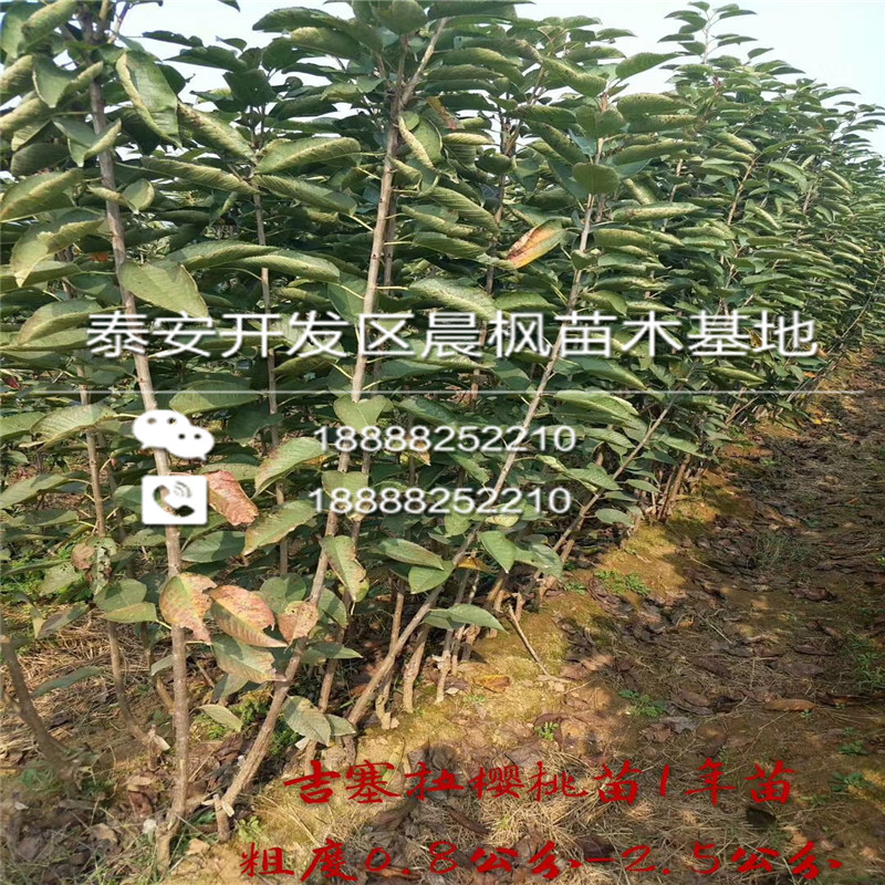 滦县矮化M26盆栽苹果苗报价种植基地