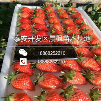 偃師大雪草莓苗、大雪草莓苗介紹