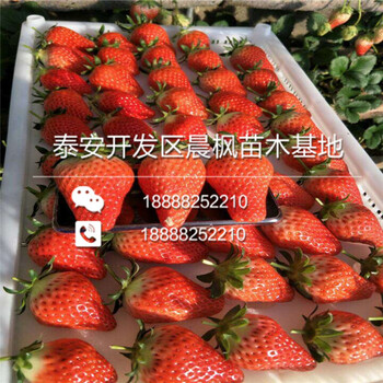 山东章姬草莓苗