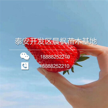 周寧寧玉草莓——周寧價(jià)格——畝產(chǎn)值多少
