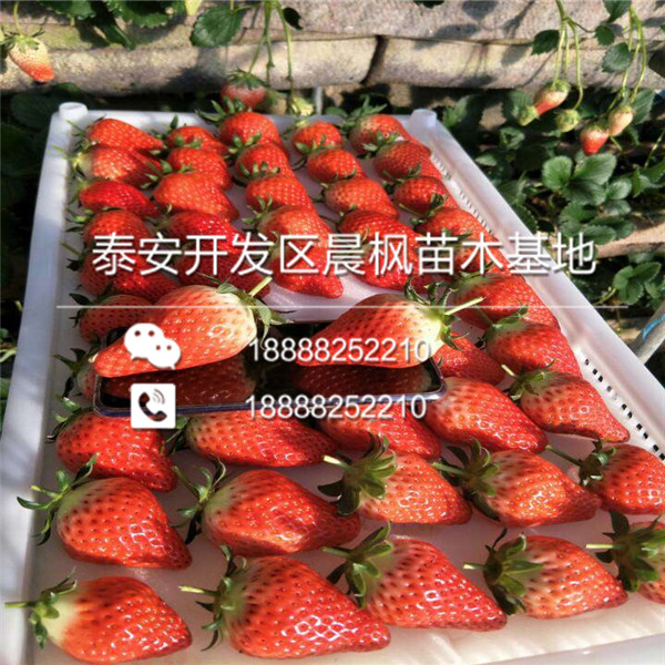 鲁旺草莓苗，鲁旺草莓苗批发出售