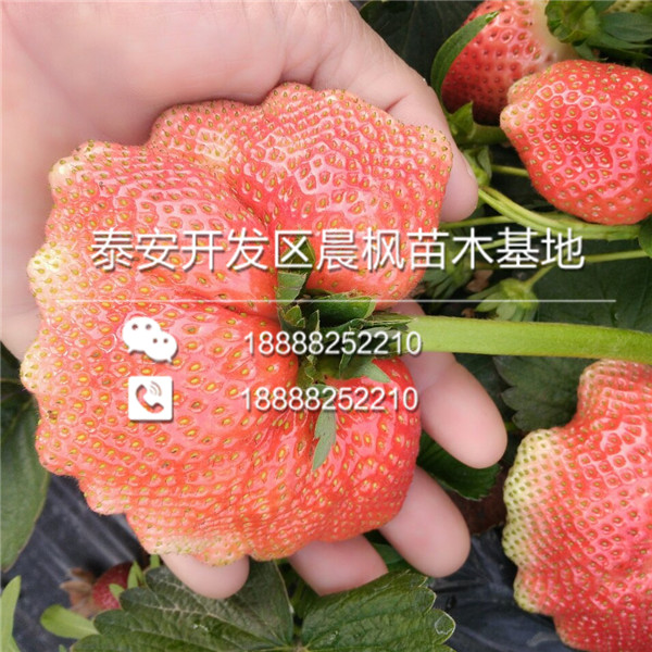 越丽草莓苗我想买，越丽草莓苗