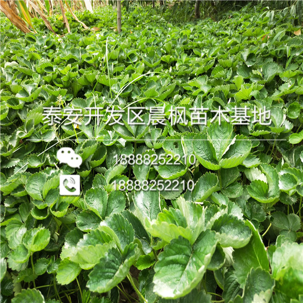 童子一号草莓苗，童子一号草莓苗出售基地