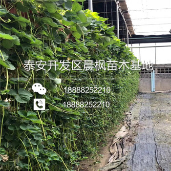 惠東矮樁草莓苗畝產(chǎn)效益、惠東矮樁草莓苗好看的品種
