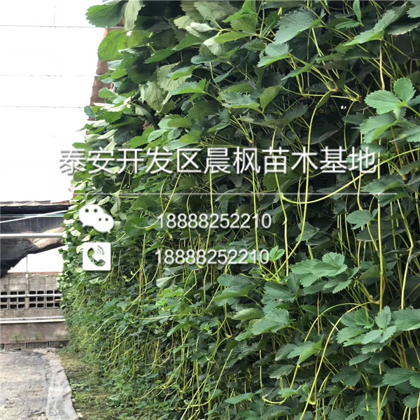 防城区白雪小町草莓——防城区价格——怎么栽植