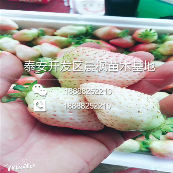 矮桩草莓苗怎么购买，矮桩草莓苗