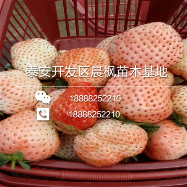 童子一号草莓苗，童子一号草莓苗品种