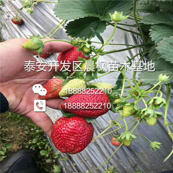 石莓七号草莓苗一棵什么价，石莓七号草莓苗