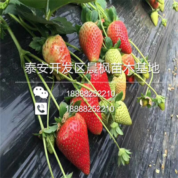 女峰草莓苗新品种，女峰草莓苗