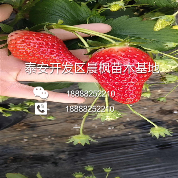 新品种草莓苗批发价格，新品种草莓苗