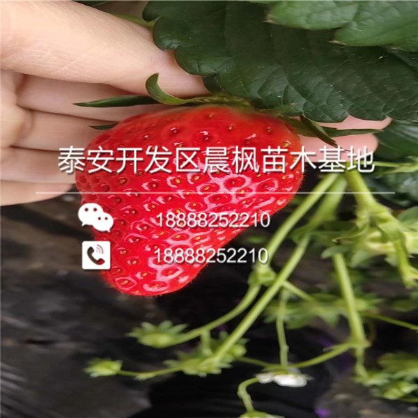 童子一号草莓苗，童子一号草莓苗品种