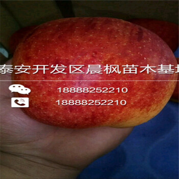 玉環(huán)森林光輝蘋果苗、森林光輝蘋果苗好管理的