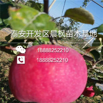 英吉沙新世界蘋果苗——英吉沙基地——出售基地