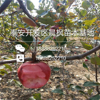 芒市六代紅星蘋(píng)果樹(shù)苗、六代紅星蘋(píng)果樹(shù)苗繁育中心