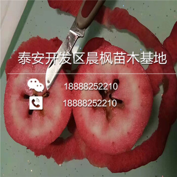 昂昂溪區(qū)矮化M9T337信濃甜蘋果苗——昂昂溪區(qū)價(jià)格——品種苗