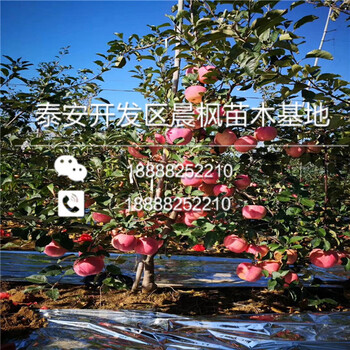 大余矮化M9T337中間砧蘋果樹苗——大余價(jià)格——品種苗