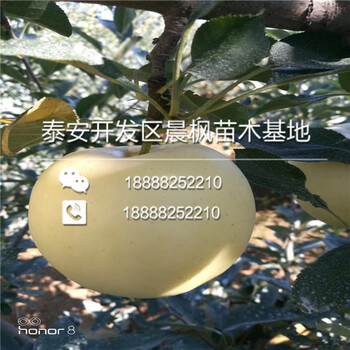 耀州區(qū)黑鉆嘎啦蘋(píng)果苗——耀州區(qū)供應(yīng)基地——批發(fā)報(bào)價(jià)