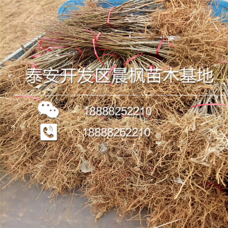 新疆伊犁霍爾果斯美國(guó)杏李味馨杏李苗苗