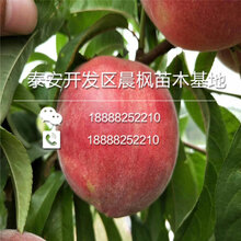 曲周瑞蟠一号桃苗价格多少钱一棵图片