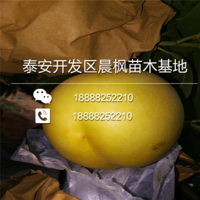 新疆哈密伊州區(qū)美國杏李恐龍蛋李子樹苗