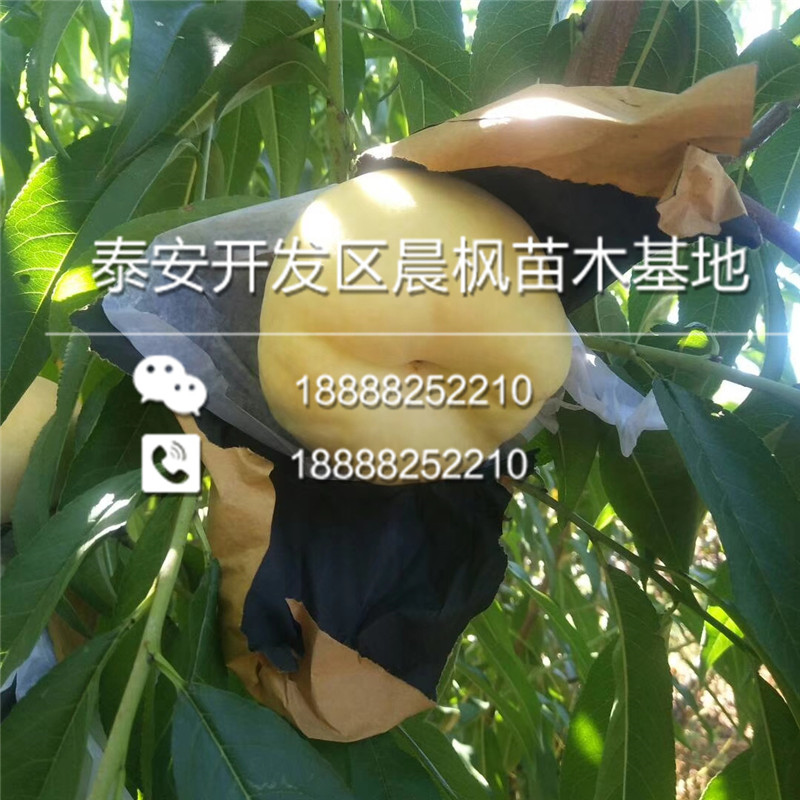 新疆吐魯番吐魯番美國杏李味厚杏李苗