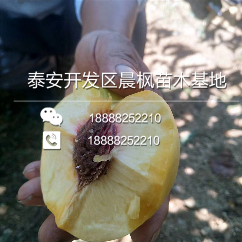 新疆喀什伽师美国味帝杏李苗、美国味帝杏李苗出售基地