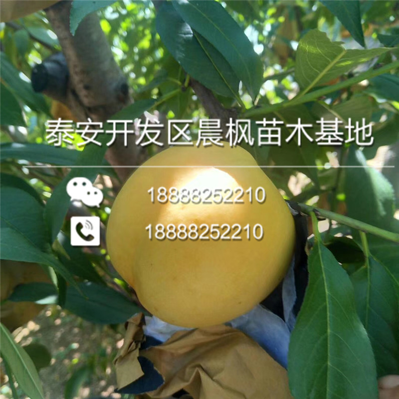新疆和田于田風(fēng)味皇后李子樹苗新品種