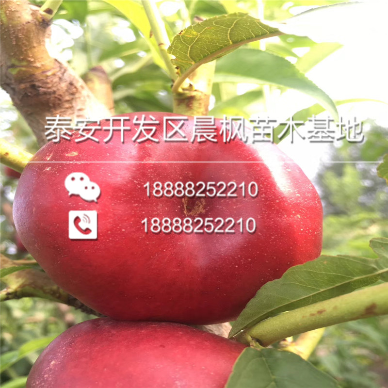 新疆吐魯番吐魯番杏李味馨李子樹苗產(chǎn)地在哪里