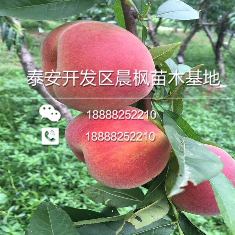 新疆阿克蘇沙雅美國杏李味王李子樹苗、美國杏李味王李子樹苗出售
