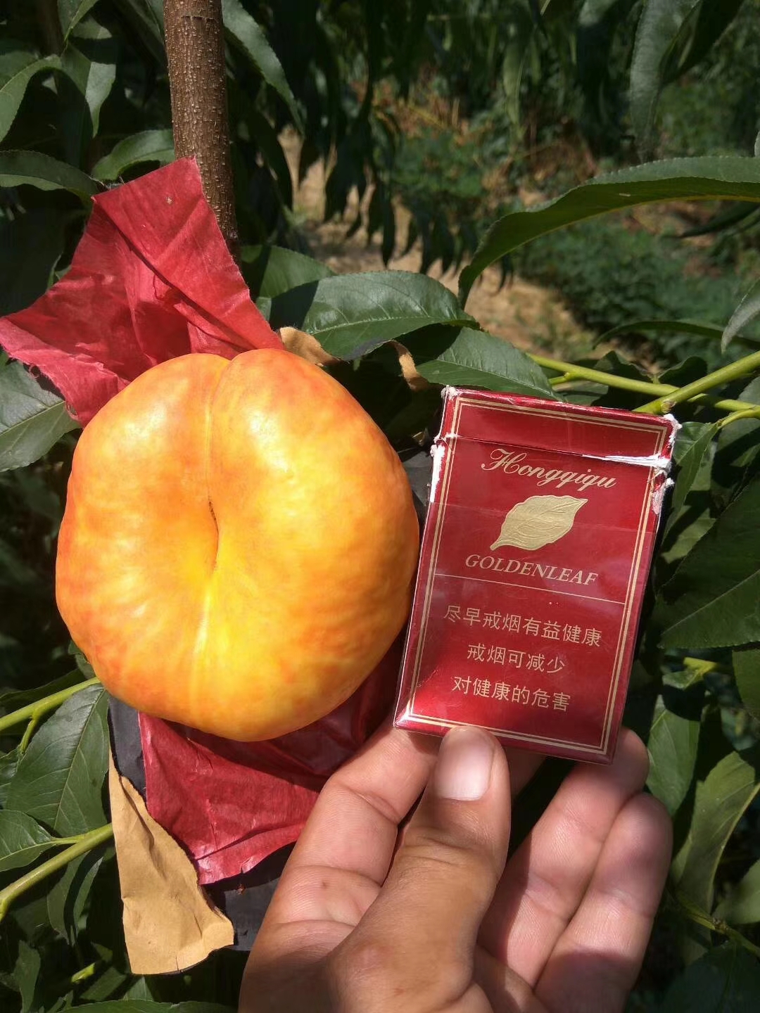 新疆喀什疏勒美国杏李风味玫瑰李子苗