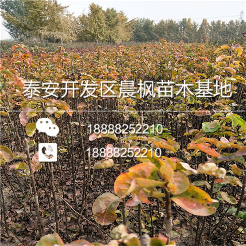 尚志市玉美人梨苗、玉美人梨苗報(bào)價(jià)