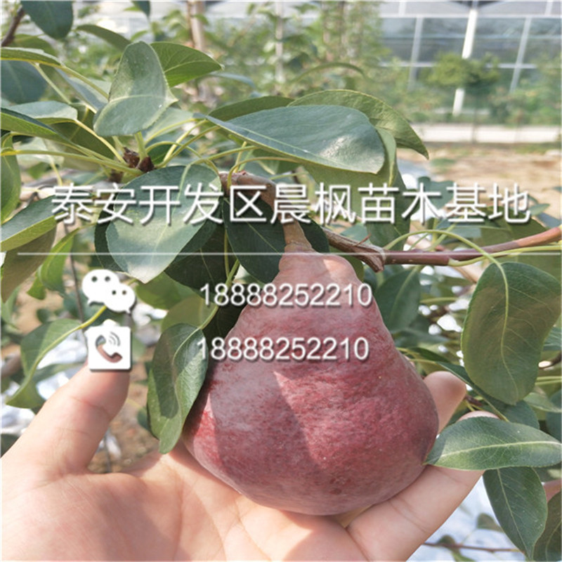 黃梅7公分梨苗、7公分梨苗大棚種