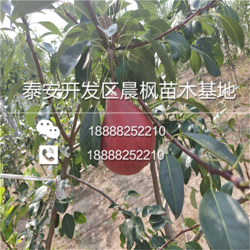 汉源无核金刺梨苗、无核金刺梨苗质量好