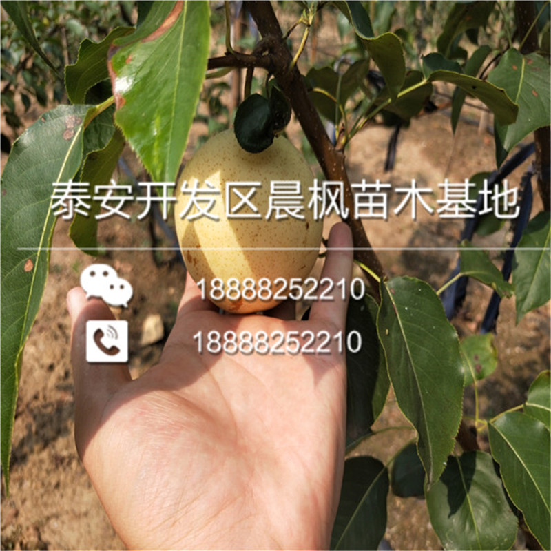 薩迦荏梨苗、荏梨苗早熟品種