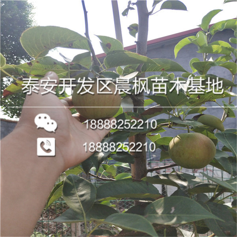 尚志市玉美人梨苗、玉美人梨苗報(bào)價(jià)