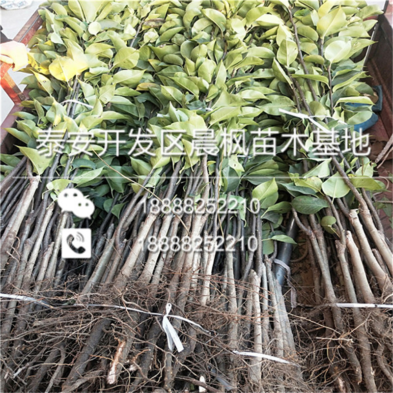 金明區(qū)柱狀梨2號梨樹苗一棵多少錢多少一棵