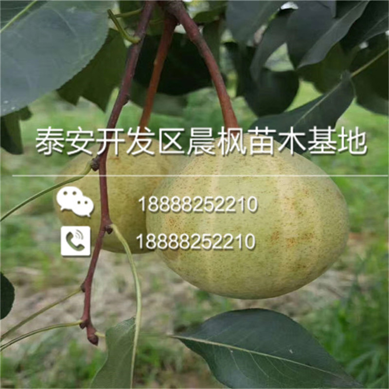 金明區(qū)柱狀梨2號梨樹苗一棵多少錢多少一棵