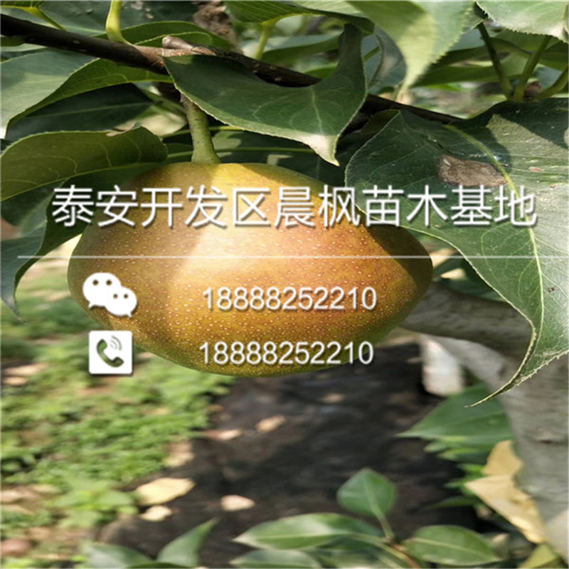 修武丑梨苗、丑梨苗基地