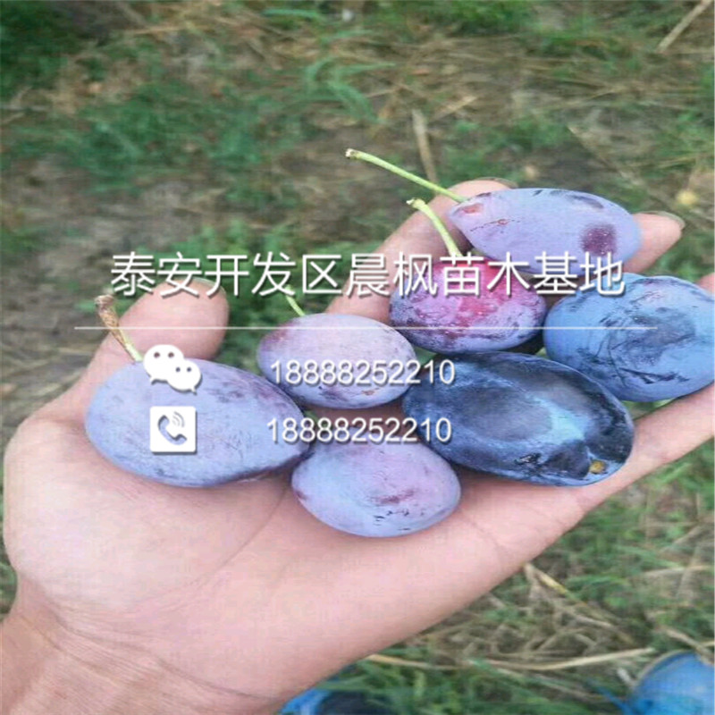 卯爺西梅李子苗基地