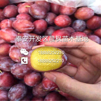 新疆阿克蘇阿克蘇西梅法蘭西西梅苗、西梅法蘭西西梅苗