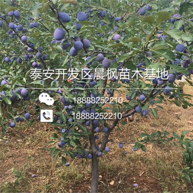 新疆巴音郭楞庫爾勒卯爺西梅李子苗