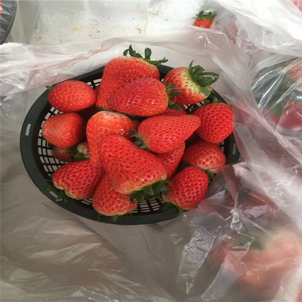 美王1號草莓苗這個品種很好、美王1號草莓苗品種